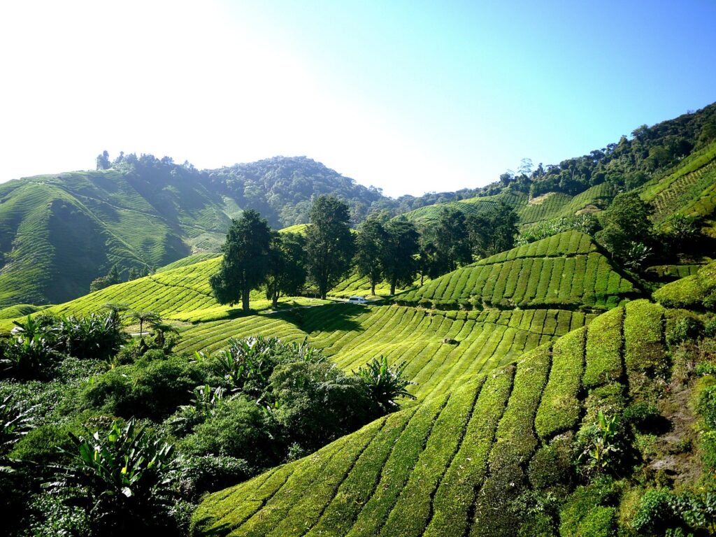 investing in tea export in Kenya